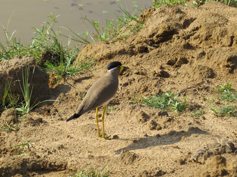 G (86) Yellow-wattled Lapwing - Yala NP.JPG